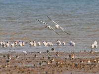 遮天蔽日大场面！万千候鸟飞抵胶州湾越冬