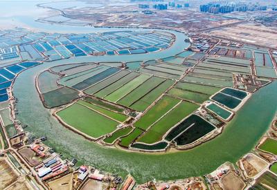 青岛万亩蓝色粮仓：虾蟹参贝从这上餐桌