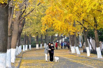 错过等一年！八大关秋景即将下线，快看