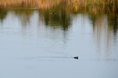 隔着屏幕看醉了！实拍莱西湖冬日芦苇花
