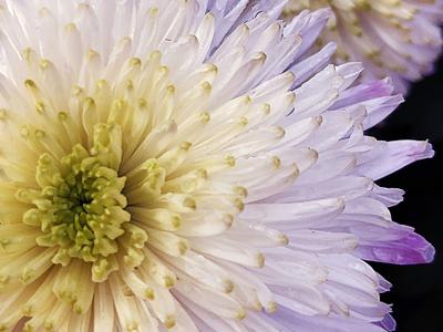 特写镜头下的花蕊、花瓣、露珠竟是酱紫!实拍青岛菊展