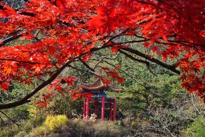 这是童话世界吗？北九水披上深秋外衣