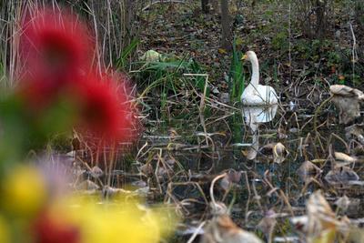 “稀客”驾到！野生白天鹅做客中山公园