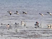 遮天蔽日大场面！万千候鸟飞抵胶州湾越冬