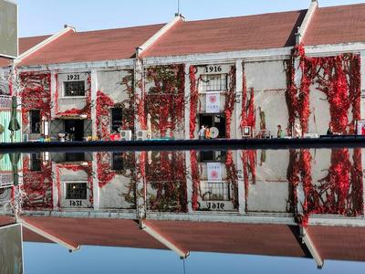 百岁爬山虎？惊艳！纺织谷老水塔“红”啦