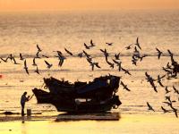 夕阳+晚霞+海鸥！顾家岛海滨实拍美图