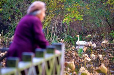 “稀客”驾到！野生白天鹅做客中山公园