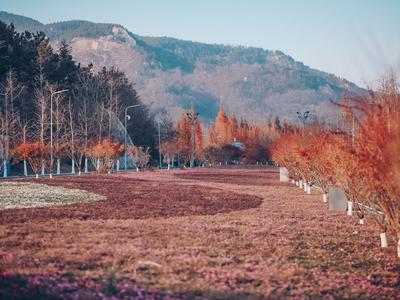 冬天也能赏花海？对，青岛世博园约你呢