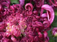 特写镜头下的花蕊、花瓣、露珠竟是酱紫!实拍青岛菊展