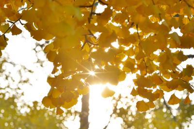 错过等一年！八大关秋景即将下线，快看