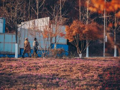 冬天也能赏花海？对，青岛世博园约你呢