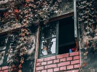 仿佛误入魔法世界！这里的五叶地锦太惊艳|云游青岛