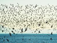 晚霞、候鸟、天际线……赵家岭海滩，约么