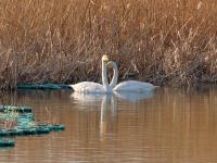 鸳鸯、白天鹅……唐岛湾湿地4K美图