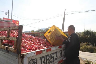 山东青岛平度市旧店镇：苹果丰收果农乐