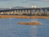 芦苇、河流、民舍……白沙河冬日美景爱了！