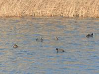 鸳鸯、白天鹅……唐岛湾湿地4K美图