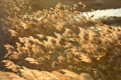 芦苇、河流、民舍……白沙河冬日美景爱了！