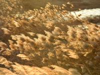 芦苇、河流、民舍……白沙河冬日美景爱了！