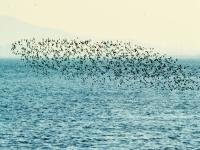 晚霞、候鸟、天际线……赵家岭海滩，约么