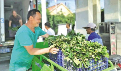 青岛西海岸新区：草莓苗上新 致富路更宽