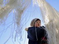 冬闲致富好路子！看青岛这个村的粉条经济