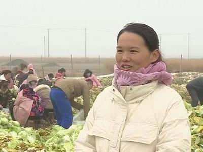 零下8度，连夜装车！山东村民给西安捐10万斤大白菜