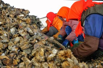 一天收获上万斤！红岛海蛎子迎来丰收季