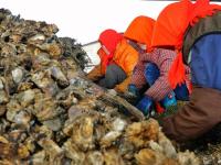 一天收获上万斤！红岛海蛎子迎来丰收季