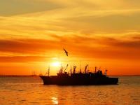 冬天开着渔船播种？实拍青岛“海耕”现场