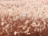 芦苇荡+黑天鹅！唐岛湾湿地冬日大片来了