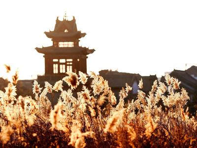 芦苇荡+黑天鹅！唐岛湾湿地冬日大片来了