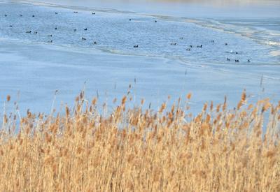 “冻”真格！青岛多处上演冰封景象