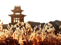 芦苇荡+黑天鹅！唐岛湾湿地冬日大片来了