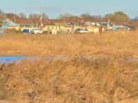 芦苇、河流、民舍……白沙河冬日美景爱了！