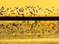 晚霞、候鸟、天际线……赵家岭海滩，约么