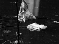 苇荻、莲蓬、野鸭……青岛植物园“”寒水残荷”=水墨画！