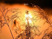 芦苇荡+黑天鹅！唐岛湾湿地冬日大片来了