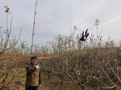 果园架网捕野兔野鸟，冰箱成了“动物园”！青岛警方查获两名非法狩猎嫌疑人