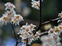 冬至到，中山公园腊梅绽放