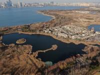 鸳鸯、白天鹅……唐岛湾湿地4K美图