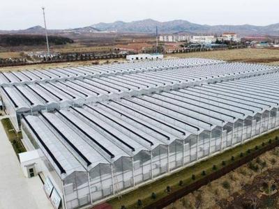 青岛这一西红柿大棚种植基地项目竣工，有望成江北最大西红柿交易中心