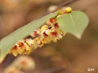 冬至到，中山公园腊梅绽放