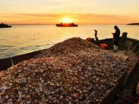 冬天开着渔船播种？实拍青岛“海耕”现场