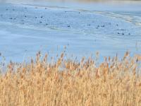 “冻”真格！青岛多处上演冰封景象