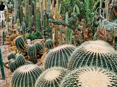 冬天，在世博园“撩”热带植物，约么？