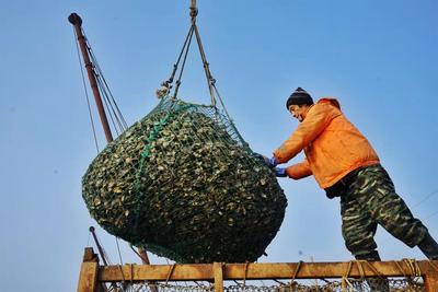 一天收获上万斤！红岛海蛎子迎来丰收季