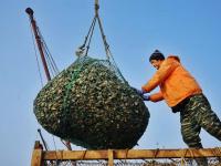一天收获上万斤！红岛海蛎子迎来丰收季