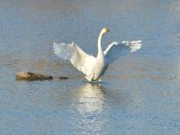 鸳鸯、白天鹅……唐岛湾湿地4K美图