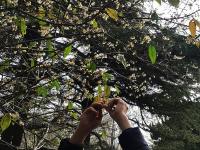 冬至到，中山公园腊梅绽放